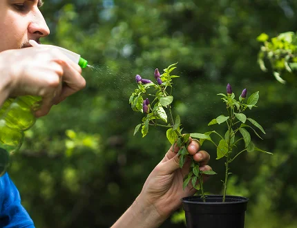Spraying potted plant - Palm Oil Mill Plant Manufacturer in India, Sungates Technologies