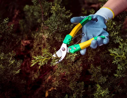  Worker pruning plant - Palm Oil Processing & Extraction Equipment, Sungates Technologies