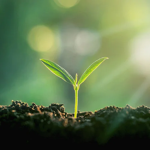A small green seedling with two leaves sprouts from dark soil, bathed in soft sunlight with a blurred green background—symbolizing new growth supported by Oil Plant Engineering Services India.