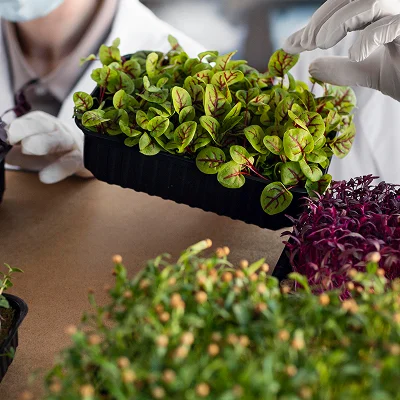  Fractionation process,  Vegetable Oil Refining by Sungates Technologies for better texture, stability, and functionality in food and industrial products.